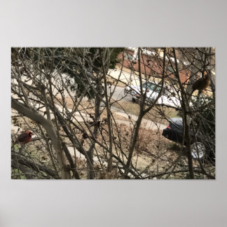 Cardinals Poster