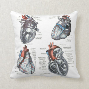 cardiologist'sen kudder kudde