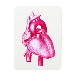 Cardiologypopkonst: Rosa människahjärtaanatomi Magnet