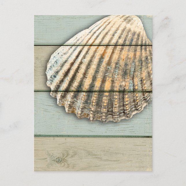 Cardita Snäcka Vykort (Framsida)