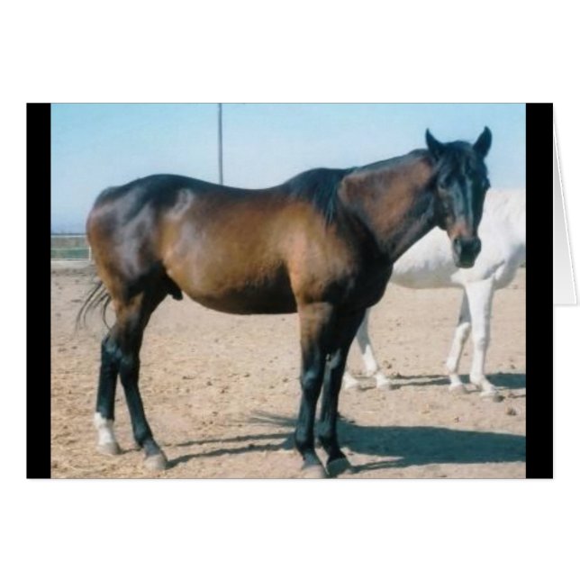 Cardmania Hälsningskort (Framsidan Horizontal)