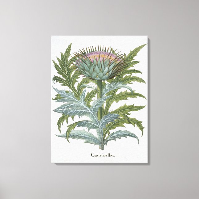 Cardoon från "Hortus Eystettensis" av Bas Canvastryck (Framsida)