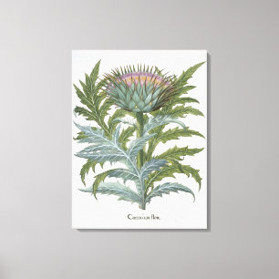 Cardoon från "Hortus Eystettensis" av Bas Canvastryck