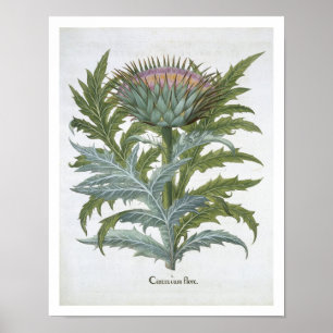 Cardoon från "Hortus Eystettensis" av Bas Poster
