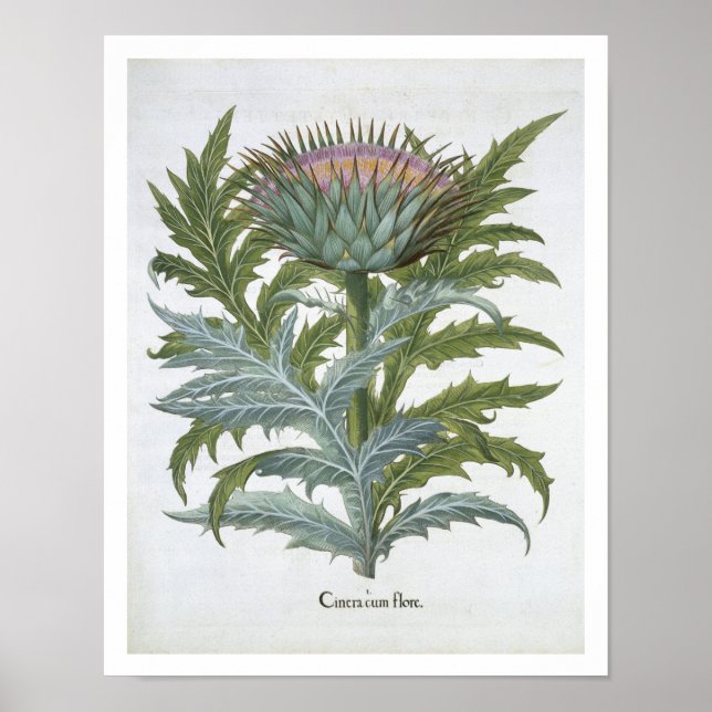 Cardoon från "Hortus Eystettensis" av Bas Poster (Framsidan)