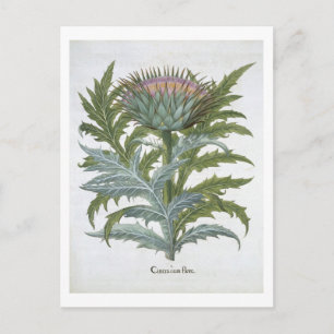 Cardoon från "Hortus Eystettensis" av Bas Vykort
