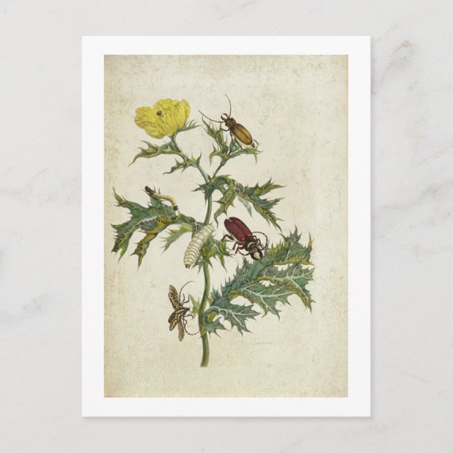 Cardos Spinosus: Beetles and Caterpelars, plate 6 Vykort (Framsida)