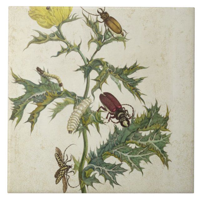 Cardos Spinosus: Skalbaggar och Caterpillars, Kakelplatta (Framsidan)