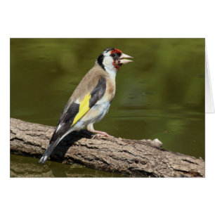 Carduelis carduelis hälsningskort