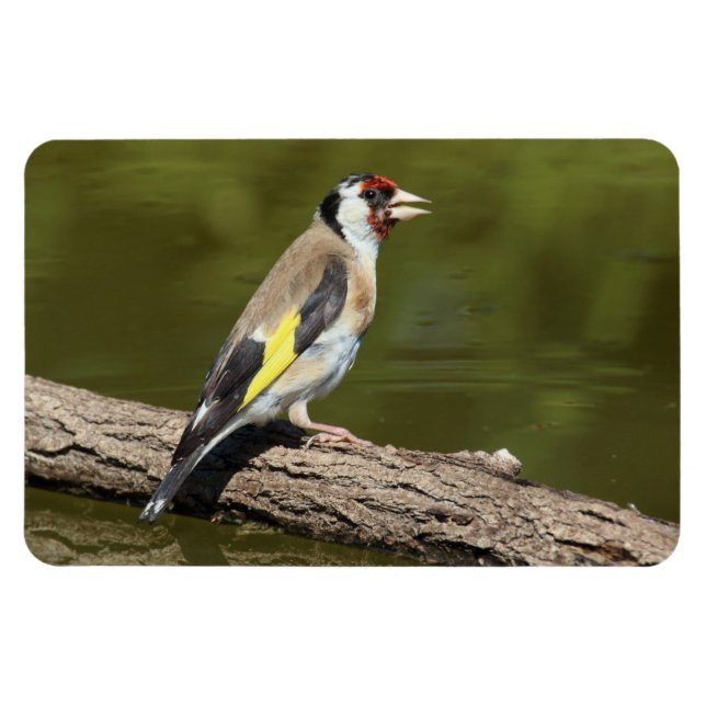 Carduelis carduelis magnet (Horisontell)