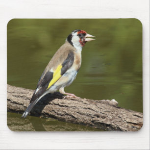 Carduelis carduelis musmatta