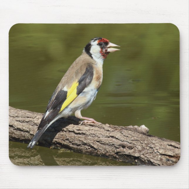 Carduelis carduelis musmatta (Framsidan)