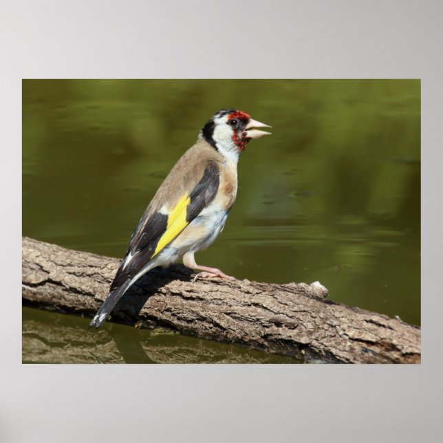 Carduelis carduelis poster (Framsidan)