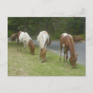 Carefree Ponies Vykort