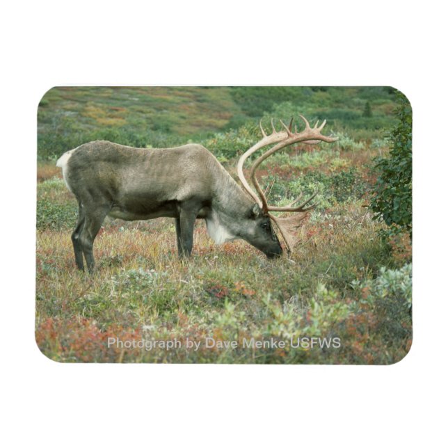Caribbean Buck Grazing Magnet (Horisontell)