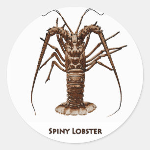 Caribbean Spiny Lobster Runt Klistermärke