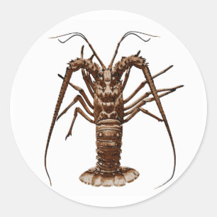 Caribbean Spiny Lobster Runt Klistermärke