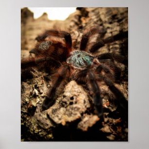 Caribena Versicolor Rosa Toe Tarantula Poster