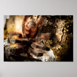 Caribena Versicolor Rosa Toe Tarantula Poster
