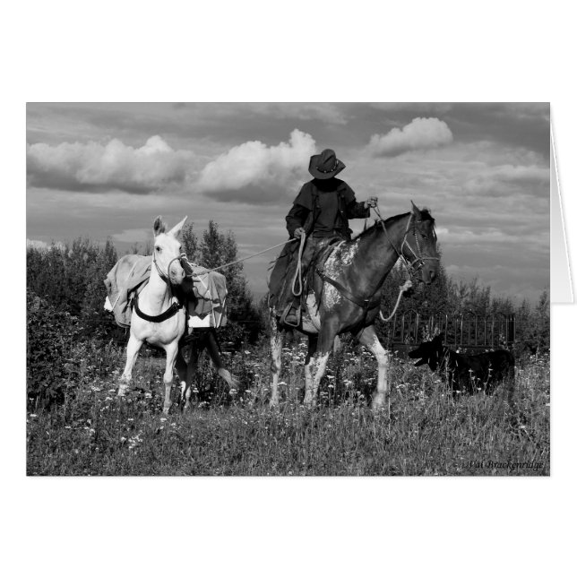 Cariboo Cowboy Horse and Mule Gifts Hälsningskort (Framsidan Horizontal)