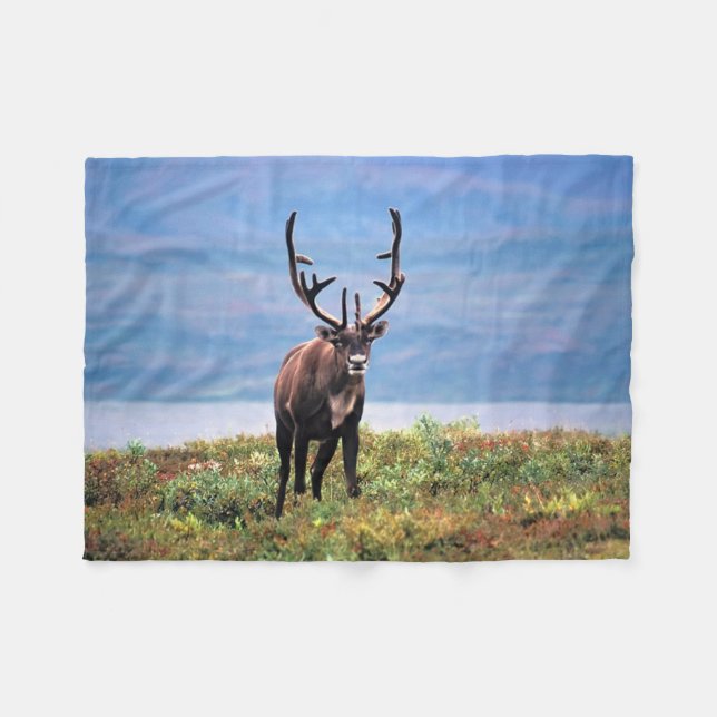 Caribou eller Ren | Denali National Park, Alaska Fleecefilt (Framsidan (Horisontell))