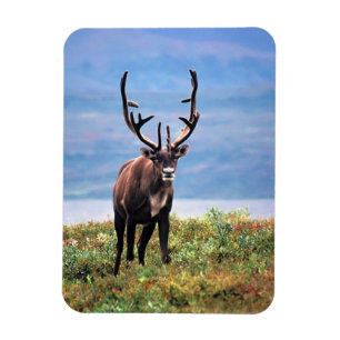 Caribou eller Ren Denali National Park, Alaska Magnet