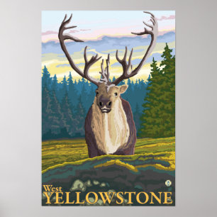 Caribou i vilda western Yellowstone, MT Poster