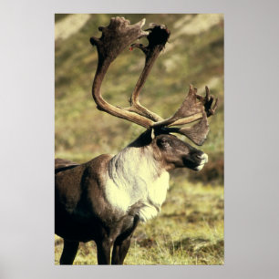 Caribou Poster