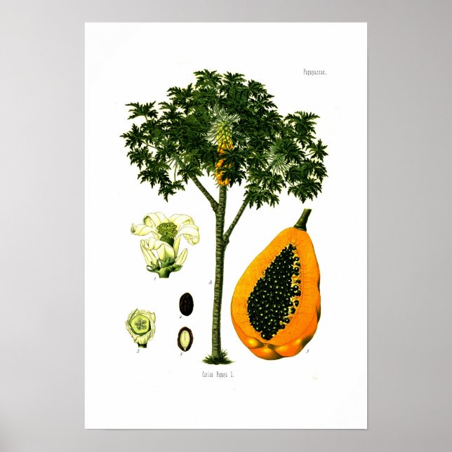 Carica papaya (Papaya) Poster (Framsidan)