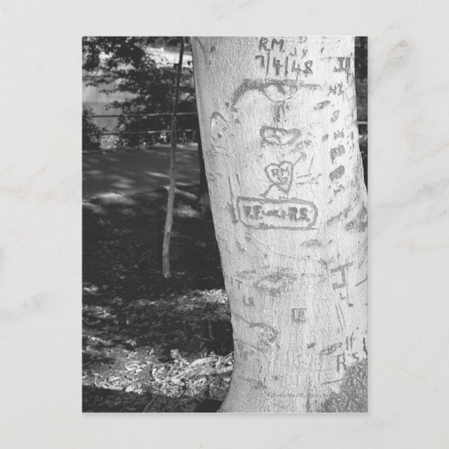 Caring on birch träd trunk B&W Vykort (Framsida)