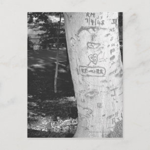 Caring on birch träd trunk B&W Vykort