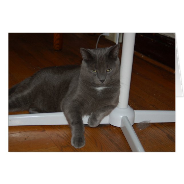 Carl Arg Kattunge Hälsningskort (Framsidan Horizontal)