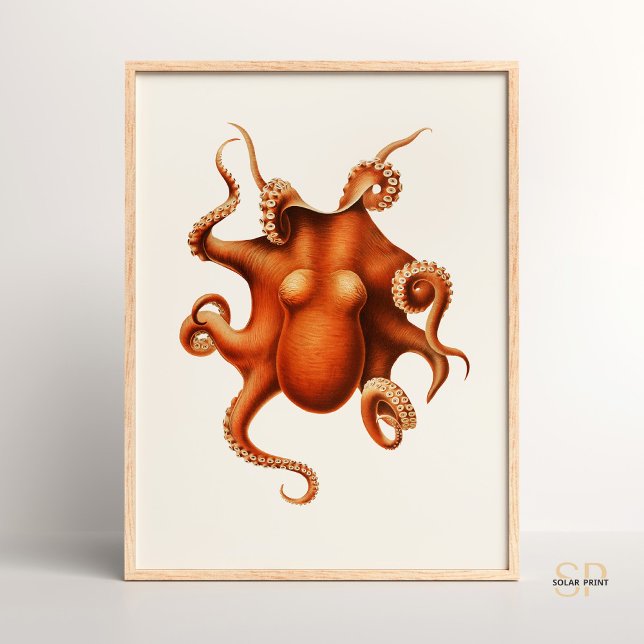 Carl Chun Vintage Octopus Illustration Marine Poster (Skapare uppladdad)