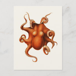 Carl Chun Vintage Octopus Illustration Marine Vykort