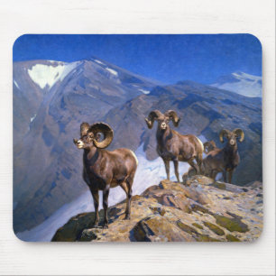 Carl Rungius Big Horn Sheep på Wilcox Pass Musmatta