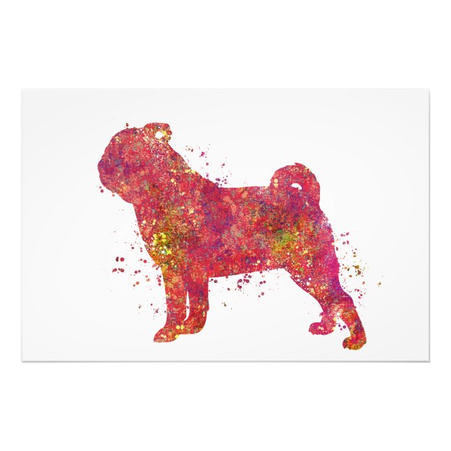 Carlin Animal Chien Domestique Nature Monde Canine Fototryck (Framsidan)