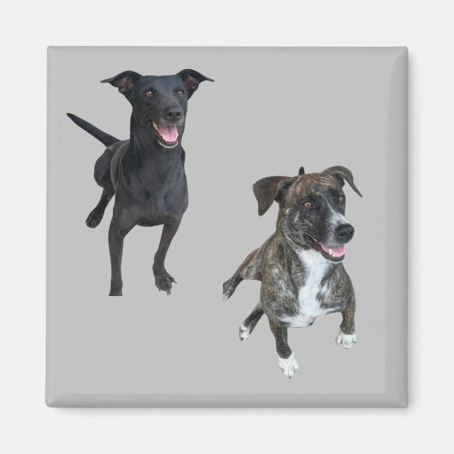 Carlos hundar magnet (Framsidan)