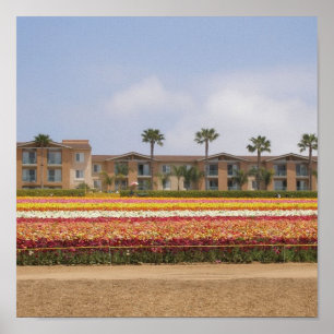 Carlsbad Flower Fält Poster