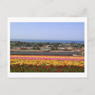 Carlsbad Flower Fält vykort
