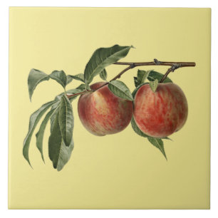 Carman persikor ~Botanical Tile ~Kitchen ~Any fär Kakelplatta