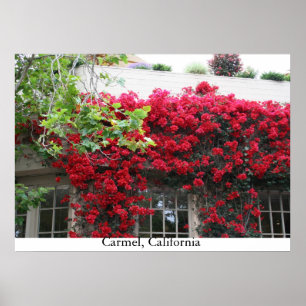 Carmel i blom poster