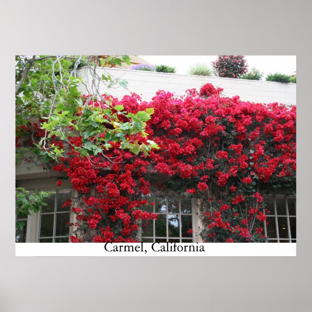 Carmel in bloom poster (Framsidan)