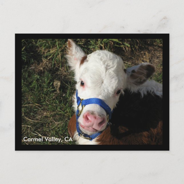 Carmel Valley, CA Postcard Vykort (Framsida)