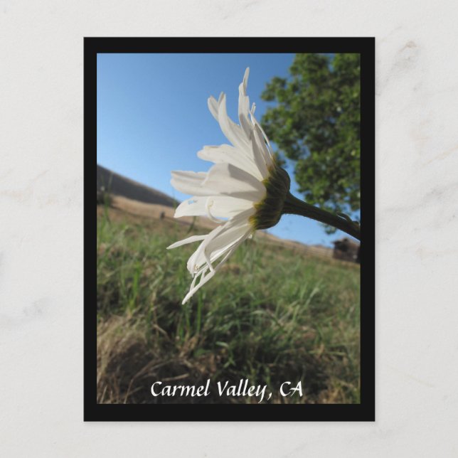Carmel Valley Daisy Postcard Vykort (Framsida)