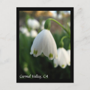 Carmel Valley Flowers Postcard Vykort