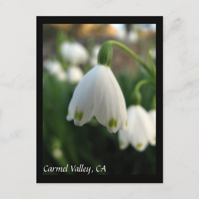 Carmel Valley Flowers Postcard Vykort (Framsida)