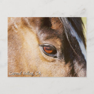 Carmel Valley Horse Öga vycard Vykort
