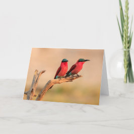 Carmine Be Eaters, Okavango Delta Helgkort