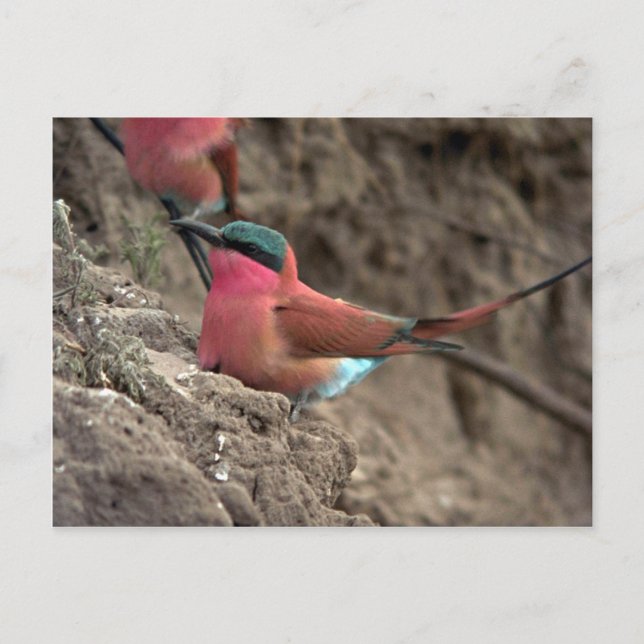 Carmine Bee-Eater Vykort (Framsida)