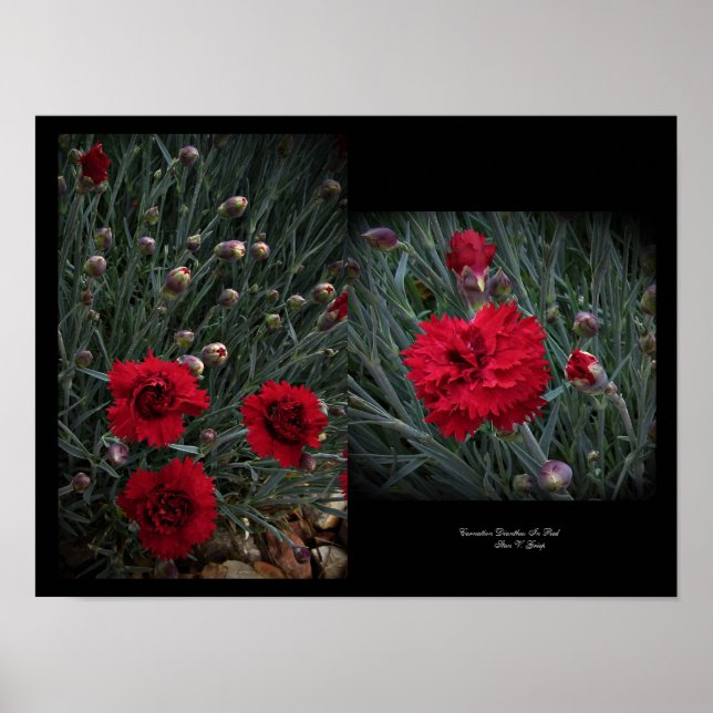 Carnation Dianthus in Red Wall Art by Stan VG Poster (Framsidan)